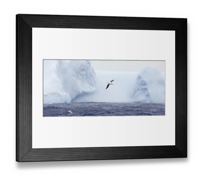 Framed Print : Wandering Albatross Diomedea exulans flying against iceberg in Southern Ocean off Framed Print : Wandering Albatross Diomedea exulans flying against iceberg in Southern Ocean off
