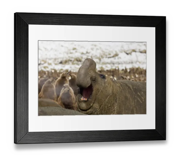 Framed Print : Southern Elephant Seal Mirounga leonina beachmaster bellowing to warn rival males Framed Print : Southern Elephant Seal Mirounga leonina beachmaster bellowing to warn rival males