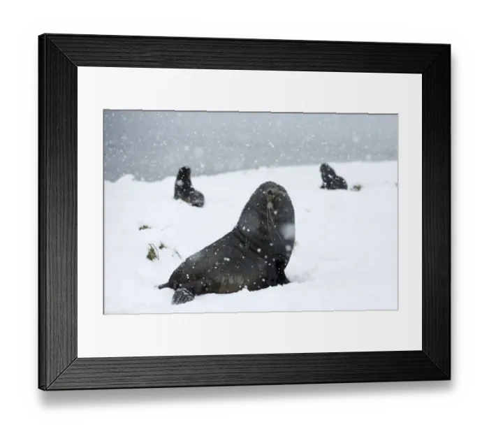 Framed Print : Antarctic Fur Seals Atrocephalus gazella Grytviken South Georgia November Framed Print : Antarctic Fur Seals Atrocephalus gazella Grytviken South Georgia November