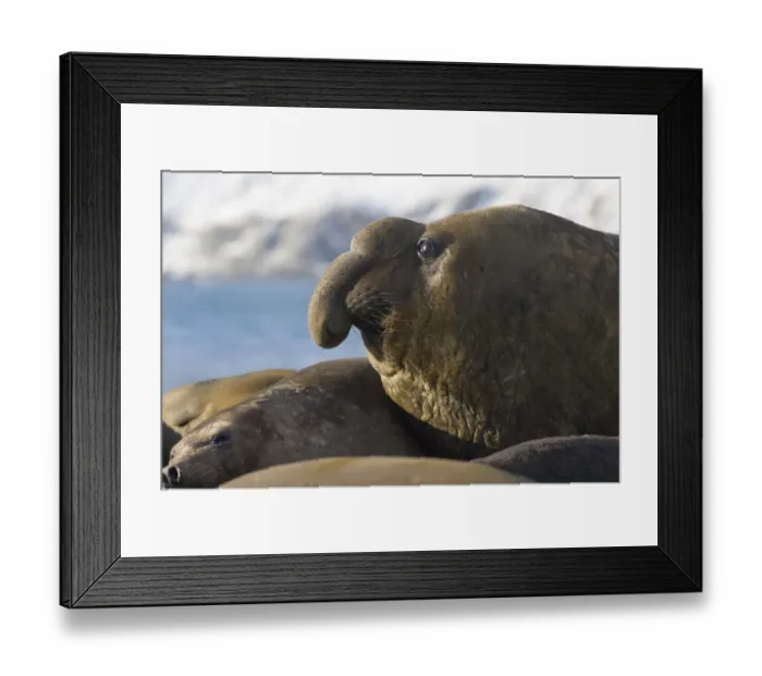 Framed Print : Southern Elephant Seal mirounga leonina bull (beachmaster) on beach at Gold Harbour
