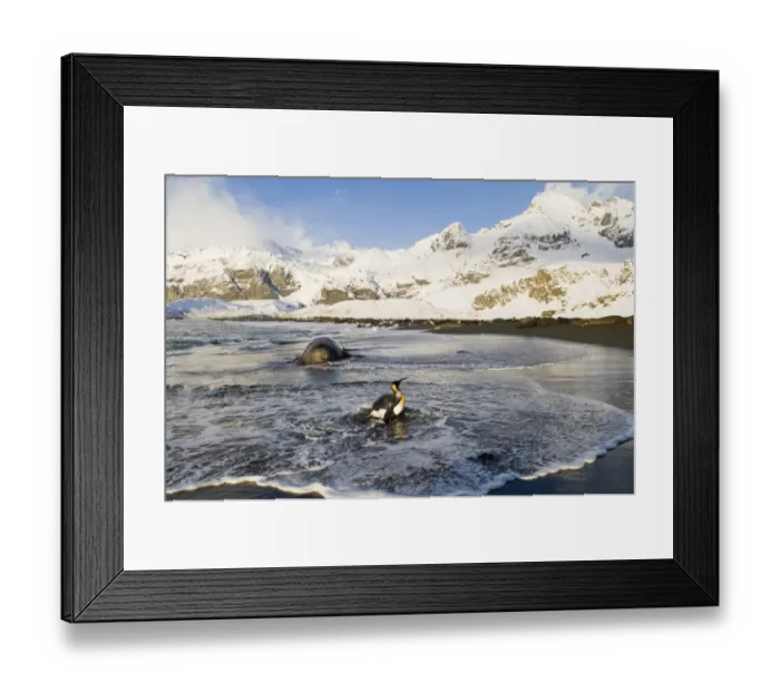 Framed Print : King Penguin Aptenodytes patagonicus and bull Elephant Seal at Golf Harbour South