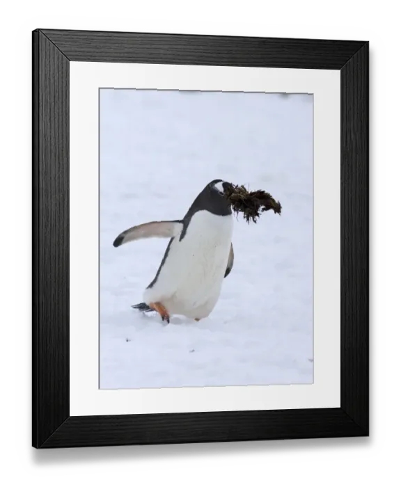 Framed Print : Gentoo Penguin Pygoscelis papua with nest material Half Moon Island Antarctica Framed Print : Gentoo Penguin Pygoscelis papua with nest material Half Moon Island Antarctica
