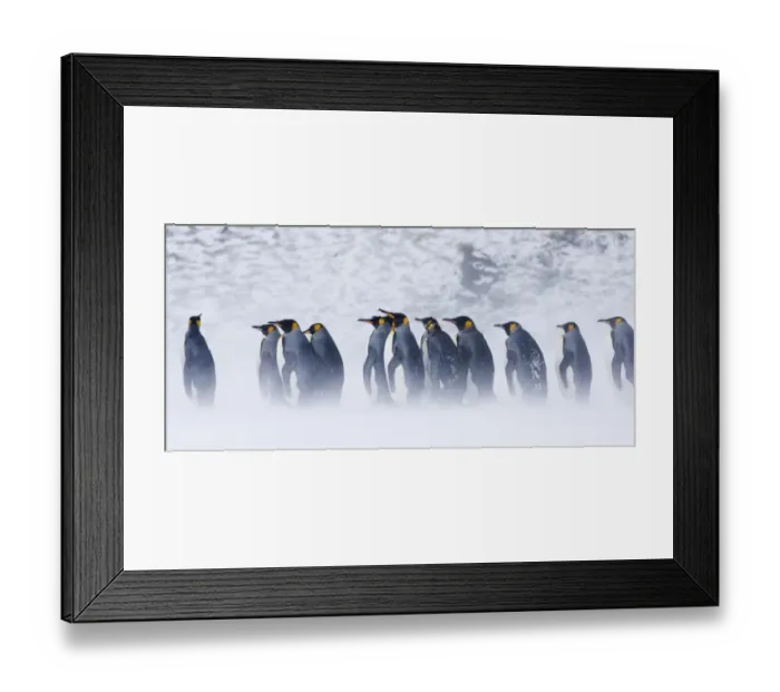 Framed Print : King Penguins Aptenodytes patagonicus Right Whale Bay South Georgia November Framed Print : King Penguins Aptenodytes patagonicus Right Whale Bay South Georgia November