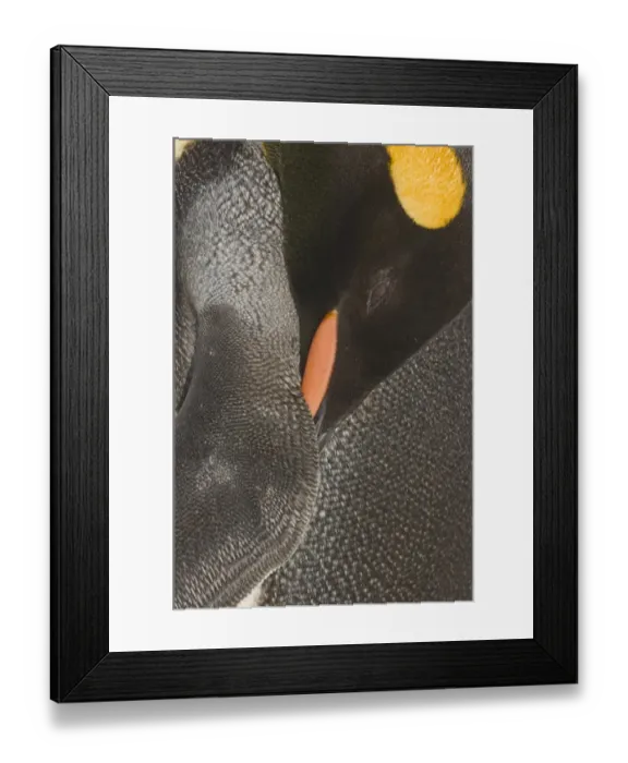 Framed Print : King Penguin Aptenodytes patagonicus sleeping Gold Harbour South Georgia November Framed Print : King Penguin Aptenodytes patagonicus sleeping Gold Harbour South Georgia November