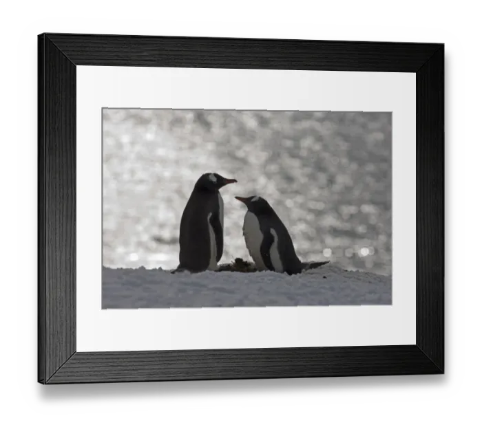 Framed Print : Gentoo Penguin Pygoscelis papua pair Half Moon Island Antarctica