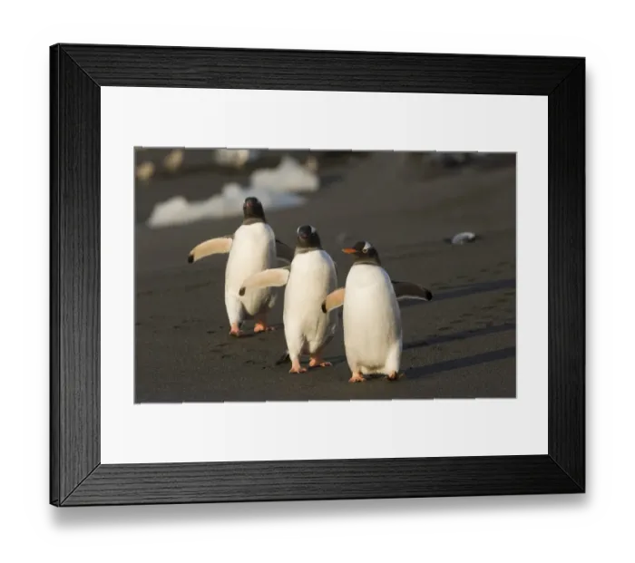 Framed Print : Gentoo Penguins Pygoscelis papua Gold Harbour South Georgia November Framed Print : Gentoo Penguins Pygoscelis papua Gold Harbour South Georgia November