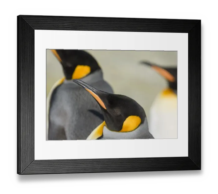 Framed Print : King Penguin Aptenodytes patagonicus Gold Harbour South Georgia November Framed Print : King Penguin Aptenodytes patagonicus Gold Harbour South Georgia November