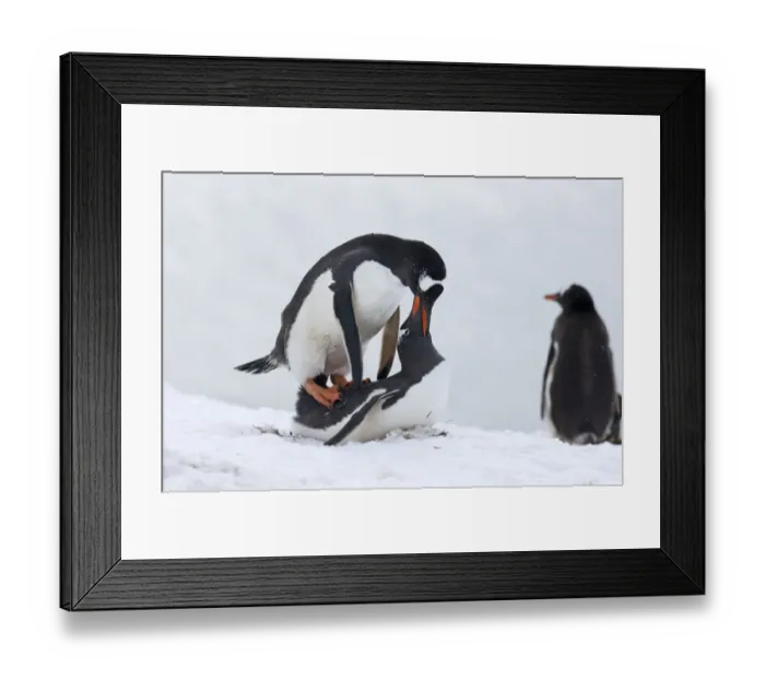 Framed Print : Gentoo Penguin Pygoscelis papua mating Half Moon Island Antarctica Framed Print : Gentoo Penguin Pygoscelis papua mating Half Moon Island Antarctica