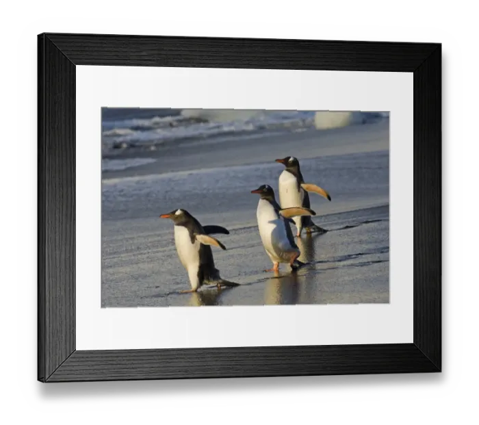 Framed Print : Gentoo Penguins Pygoscelis papua Gold Harbour South Georgia November Framed Print : Gentoo Penguins Pygoscelis papua Gold Harbour South Georgia November