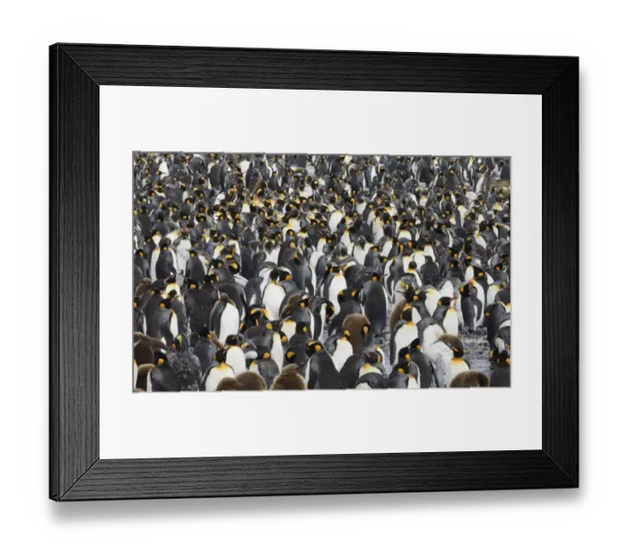 Framed Print : King Penguin colony Aptenodytes patagonicus Gold Harbour South Georgia November Framed Print : King Penguin colony Aptenodytes patagonicus Gold Harbour South Georgia November