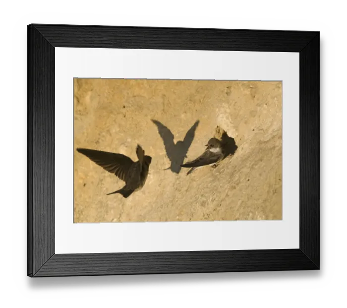 Framed Print : Sand Martins Riparia riparia at nesting colony in cliff North Norfolk July Framed Print : Sand Martins Riparia riparia at nesting colony in cliff North Norfolk July