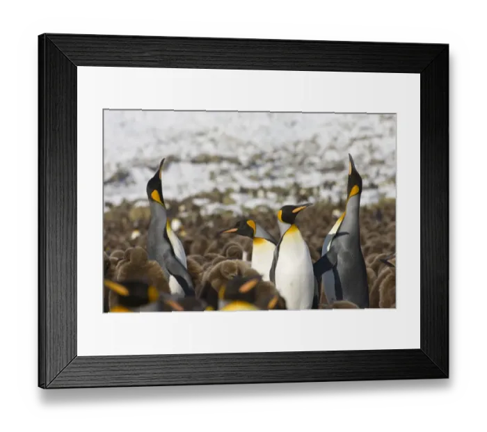 Framed Print : King Penguin Aptenodytes patagonicus colony Gold Harbour South Georgia November Framed Print : King Penguin Aptenodytes patagonicus colony Gold Harbour South Georgia November