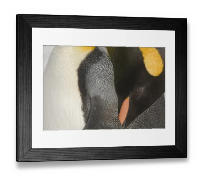 Framed Print : King Penguin Aptenodytes patagonicus sleeping Gold Harbour South Georgia November Framed Print : King Penguin Aptenodytes patagonicus sleeping Gold Harbour South Georgia November