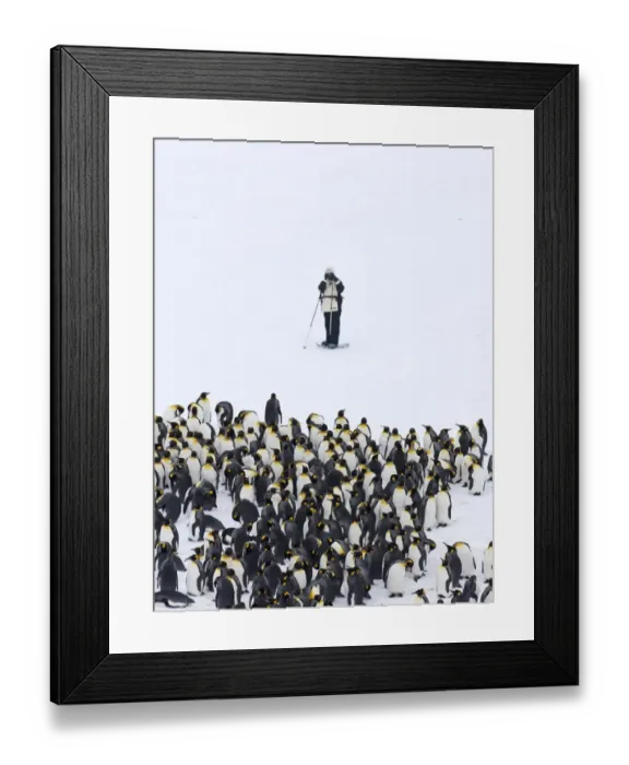 Framed Print : Tourist photographing King Penguins Aptenodytes patagonicus Fortuna Bay South Georgia Framed Print : Tourist photographing King Penguins Aptenodytes patagonicus Fortuna Bay South Georgia