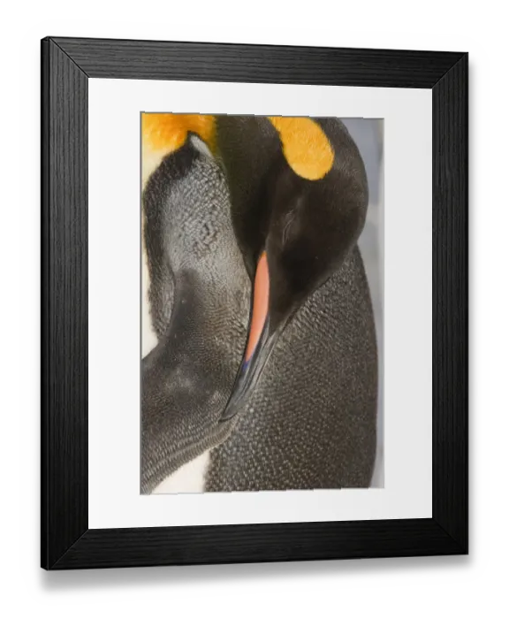 Framed Print : King Penguin Aptenodytes patagonicus dozing Gold Harbour South Georgia November Framed Print : King Penguin Aptenodytes patagonicus dozing Gold Harbour South Georgia November