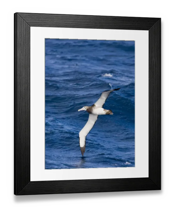 Framed Print : Antipodean Albatross Diomedea [exulans} antipodensis midway between Falklands & S Framed Print : Antipodean Albatross Diomedea [exulans} antipodensis midway between Falklands & S