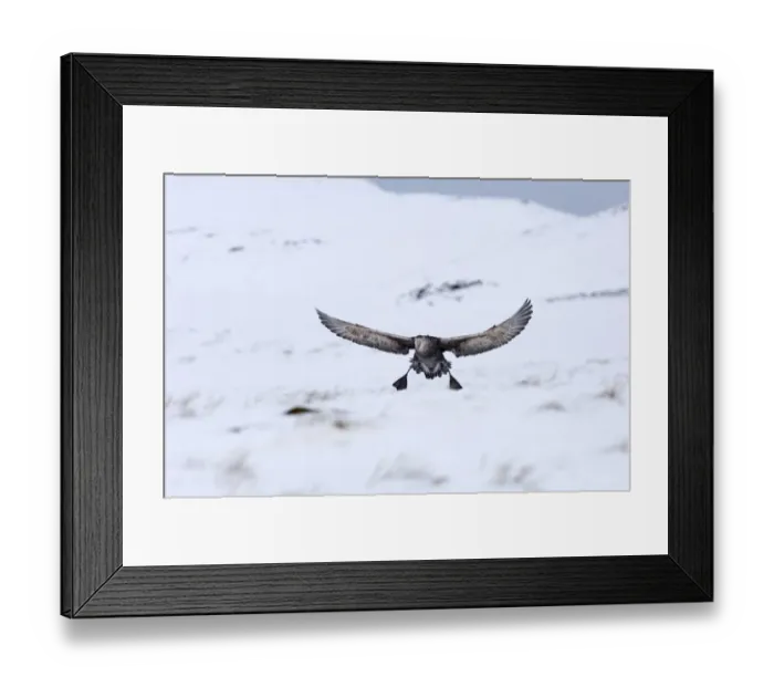Framed Print : Southern Giant Petrel Macronectes giganteus Half Moon Island Antarctica Framed Print : Southern Giant Petrel Macronectes giganteus Half Moon Island Antarctica