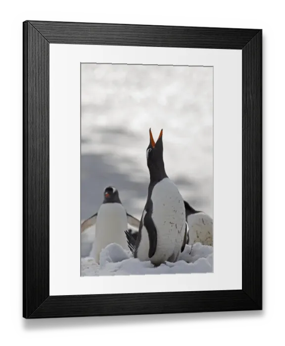 Framed Print : Gentoo Penguin Pygoscelis papua displaying Half Moon Island Antarctica Framed Print : Gentoo Penguin Pygoscelis papua displaying Half Moon Island Antarctica
