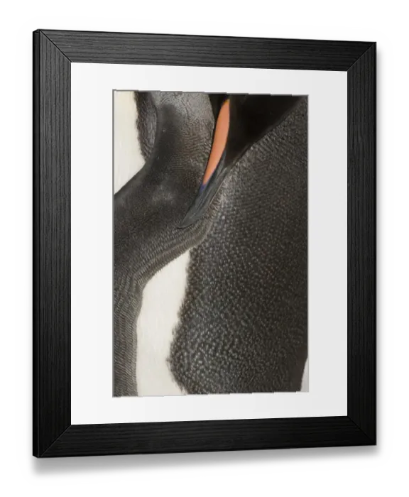 Framed Print : King Penguin Aptenodytes patagonicus dozing Gold Harbour South Georgia November Framed Print : King Penguin Aptenodytes patagonicus dozing Gold Harbour South Georgia November