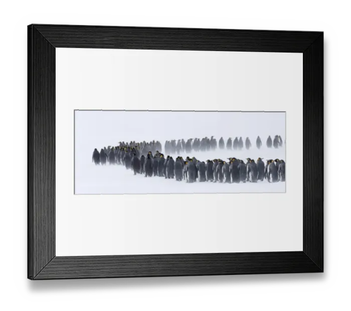 Framed Print : King Penguins Aptenodytes patagonicus huddled together during storm Right Whale Bay Framed Print : King Penguins Aptenodytes patagonicus huddled together during storm Right Whale Bay