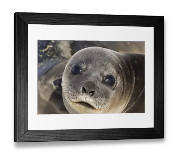 Framed Print : young Southern Elephant Seal Mirounga leonina having a scratch Gold Harbour South Framed Print : young Southern Elephant Seal Mirounga leonina having a scratch Gold Harbour South