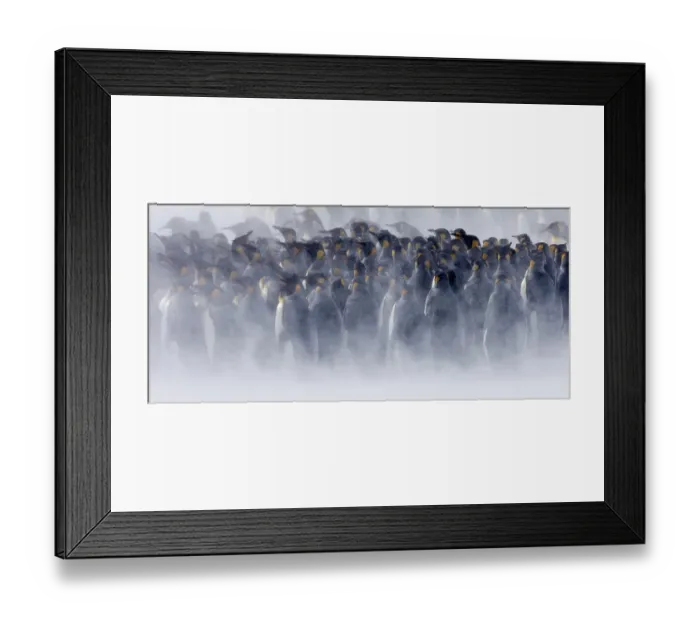 Framed Print : King Penguins Aptenodytes patagonicus huddled together during storm Right Whale Bay Framed Print : King Penguins Aptenodytes patagonicus huddled together during storm Right Whale Bay