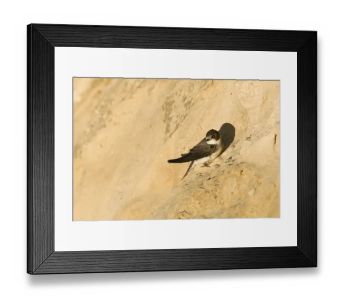 Framed Print : Sand Martin Riparia riparia at nesting colony in cliff North Norfolk July Framed Print : Sand Martin Riparia riparia at nesting colony in cliff North Norfolk July