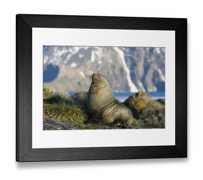 Framed Print : Antarctic Fur Seal Arctocephalus gazella beachmaster South Georgia November Framed Print : Antarctic Fur Seal Arctocephalus gazella beachmaster South Georgia November
