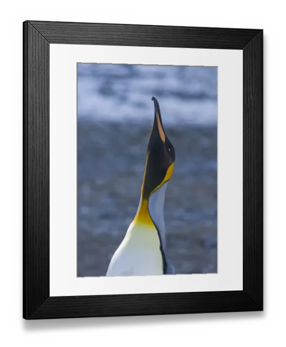 Framed Print : King Penguin Aptenodytes patagonicus adult calling (trumpeting) Gold Harbour South Framed Print : King Penguin Aptenodytes patagonicus adult calling (trumpeting) Gold Harbour South