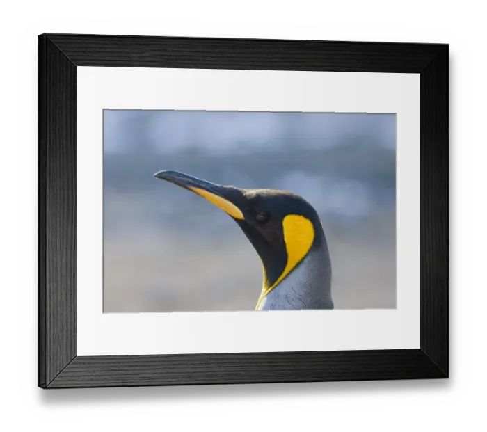Framed Print : King Penguin Aptenodytes patagonicus adult Gold Harbour South Georgia November Framed Print : King Penguin Aptenodytes patagonicus adult Gold Harbour South Georgia November