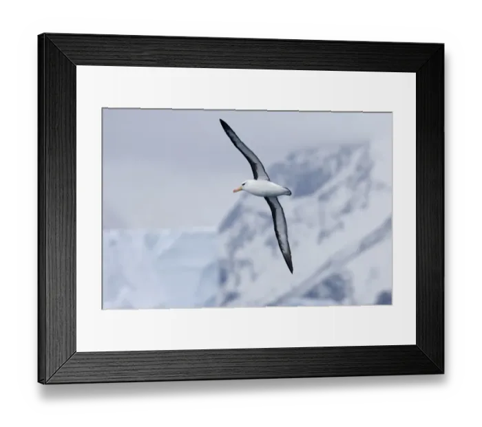 Framed Print : Black-browed Albatross Thalassarche melanophrys Southern Ocean nr South Georgia November Framed Print : Black-browed Albatross Thalassarche melanophrys Southern Ocean nr South Georgia November