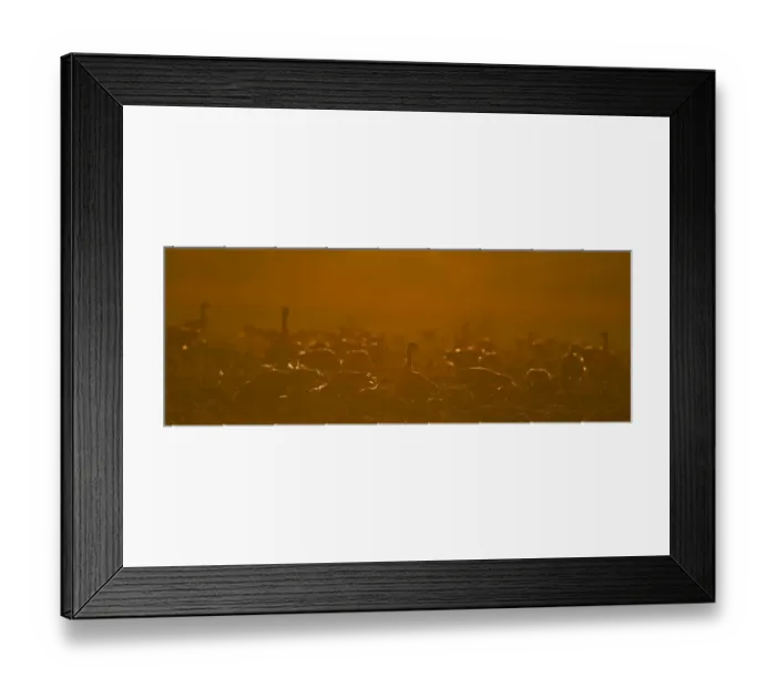 Framed Print : Pink-footed Geese Anser brachyrhynchus at dawn North Norfolk January Framed Print : Pink-footed Geese Anser brachyrhynchus at dawn North Norfolk January