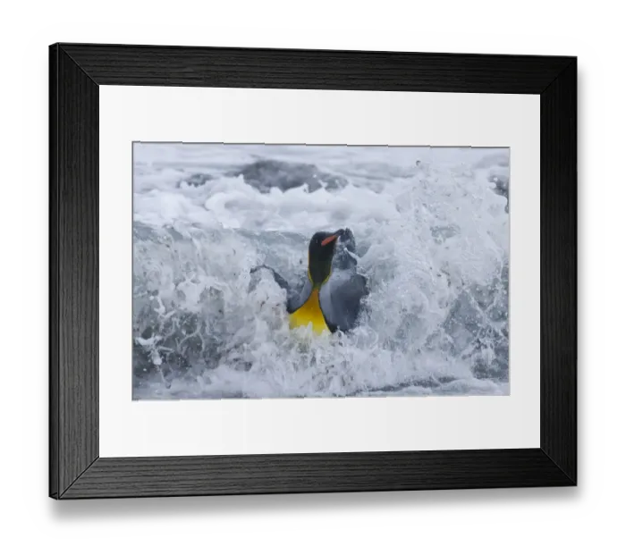 Framed Print : King Penguin Aptenodytes patagonicus coming ashore in surf Gold Harbour South Georgia Framed Print : King Penguin Aptenodytes patagonicus coming ashore in surf Gold Harbour South Georgia