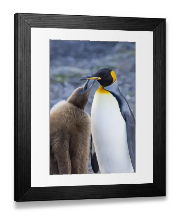 Framed Print : King Penguin Aptenodytes patagonicus chick begging for food Gold Harbour South Georgia