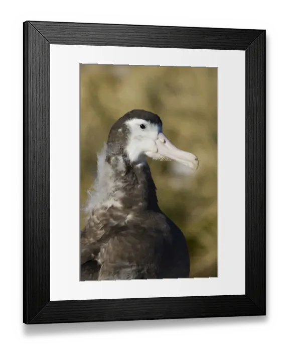 Framed Print : Wandering Albatross Diomedea exulans 10 month old chck on Prion Island in Bay of Framed Print : Wandering Albatross Diomedea exulans 10 month old chck on Prion Island in Bay of