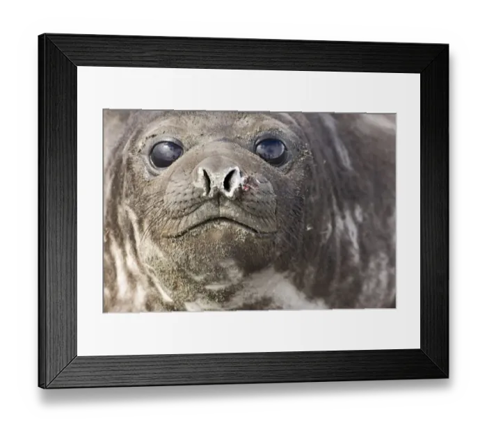 Framed Print : Southern Elephant Sea Mirounga leonina pup Gold Harbour South Georgia October