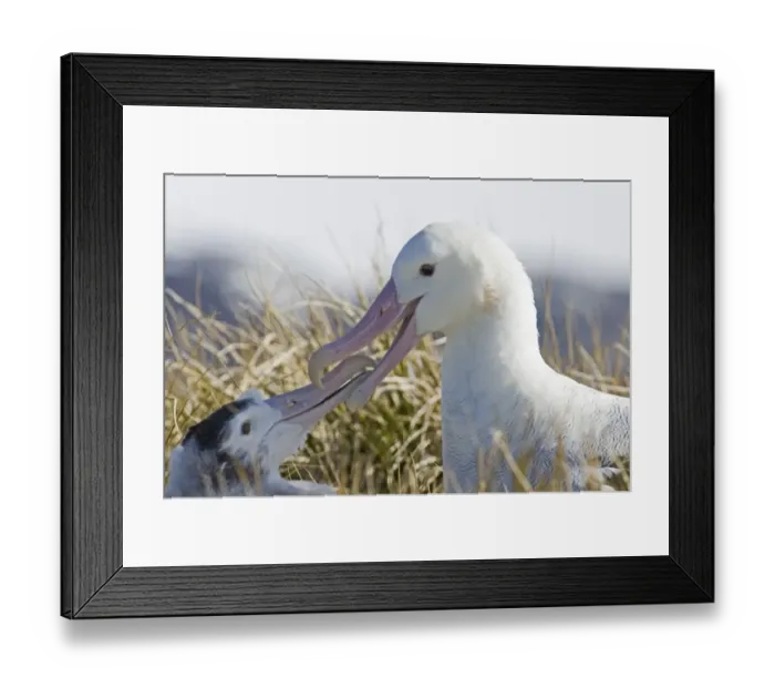 Framed Print : Wandering Albatross Diomedea exulans adult about to regurgitate food to 10 month Framed Print : Wandering Albatross Diomedea exulans adult about to regurgitate food to 10 month
