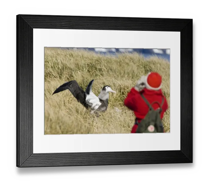 Framed Print : Wandering Albatross Diomedea exulans 10 month old chck being watched by tourist from cruise ship Framed Print : Wandering Albatross Diomedea exulans 10 month old chck being watched by tourist from cruise ship