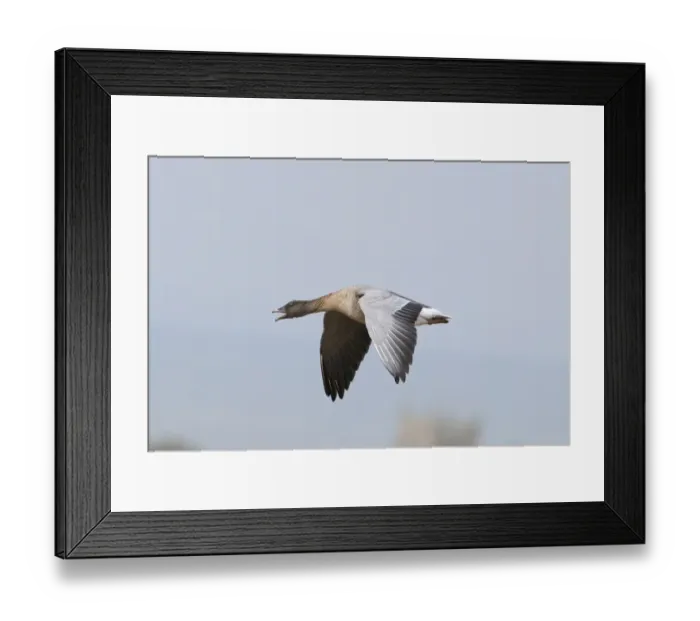 Framed Print : Pink-footed Goose Anser brachyrhynchus calling North Norfolk winter