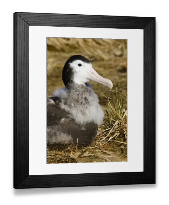 Framed Print : Wandering Albatross Diomedea exulans 10 month old chck on Prion Island in Bay of Framed Print : Wandering Albatross Diomedea exulans 10 month old chck on Prion Island in Bay of