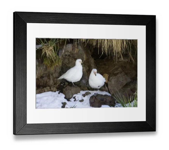 Framed Print : Pale-faced (Snowy) Sheathbill Chionis alba pair at prospective nest site South Georgia