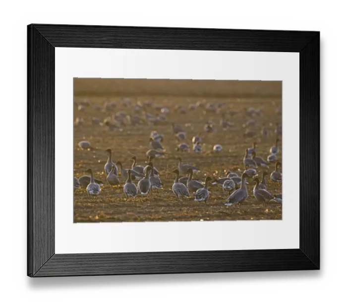 Framed Print : Pink-footed Geese Anser brachyrhynchus Norfolk Framed Print : Pink-footed Geese Anser brachyrhynchus Norfolk