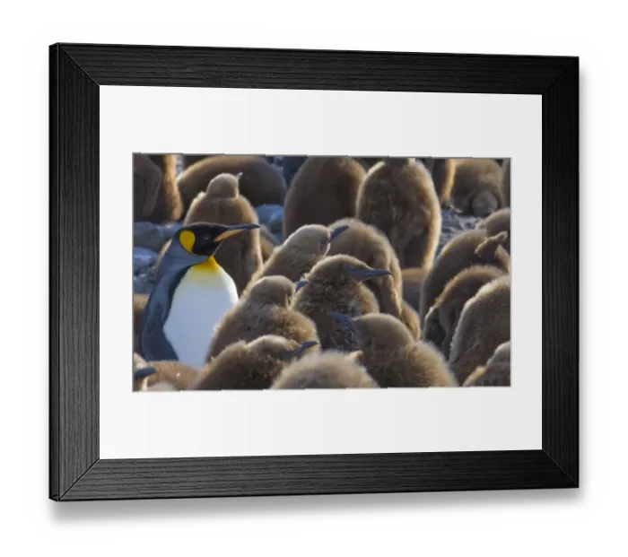 Framed Print : King Penguin Aptenodytes patagonicus chicks Gold Harbour South Georgia November Framed Print : King Penguin Aptenodytes patagonicus chicks Gold Harbour South Georgia November