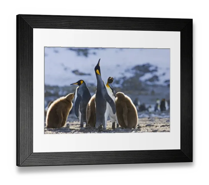 Framed Print : King Penguins Aptenodytes patagonicus pair in display Fortuna Bay South Georgia November Framed Print : King Penguins Aptenodytes patagonicus pair in display Fortuna Bay South Georgia November
