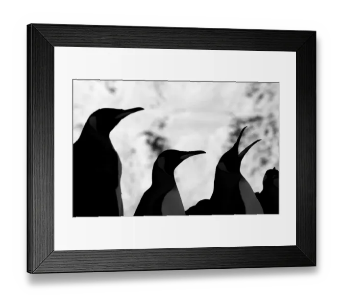 Framed Print : King Penguins Aptenodytes patagonicus Fortuna Bay South Georgia November Framed Print : King Penguins Aptenodytes patagonicus Fortuna Bay South Georgia November