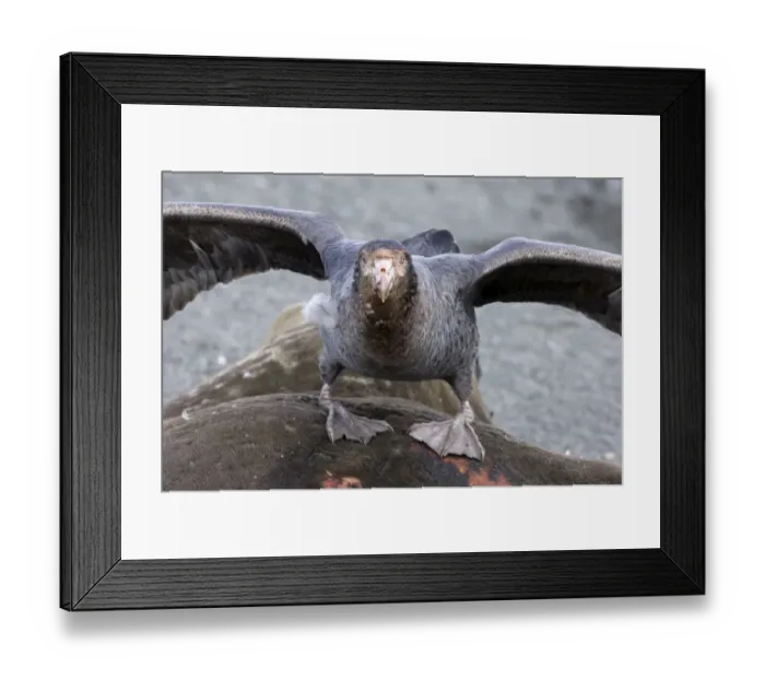Framed Print : Southern Giant Petrel Macronectes giganteus on seal carcass South Georgia Framed Print : Southern Giant Petrel Macronectes giganteus on seal carcass South Georgia