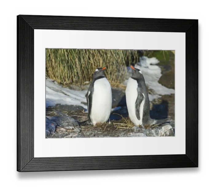 Framed Print : Gentoo Penguins Pygoscelis papua pair in courtship display Bay of Isles South Georgia Framed Print : Gentoo Penguins Pygoscelis papua pair in courtship display Bay of Isles South Georgia