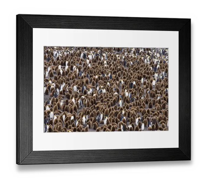 Framed Print : King Penguins Aptenodytes patagonicus colony at Royal Bay South Georgia November Framed Print : King Penguins Aptenodytes patagonicus colony at Royal Bay South Georgia November