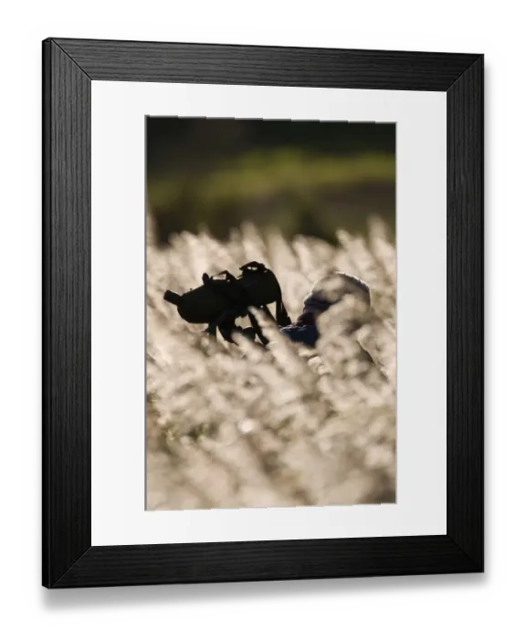 Framed Print : Birder walking along path through reeds Cley NWT Reserve Norfolk autumn Framed Print : Birder walking along path through reeds Cley NWT Reserve Norfolk autumn