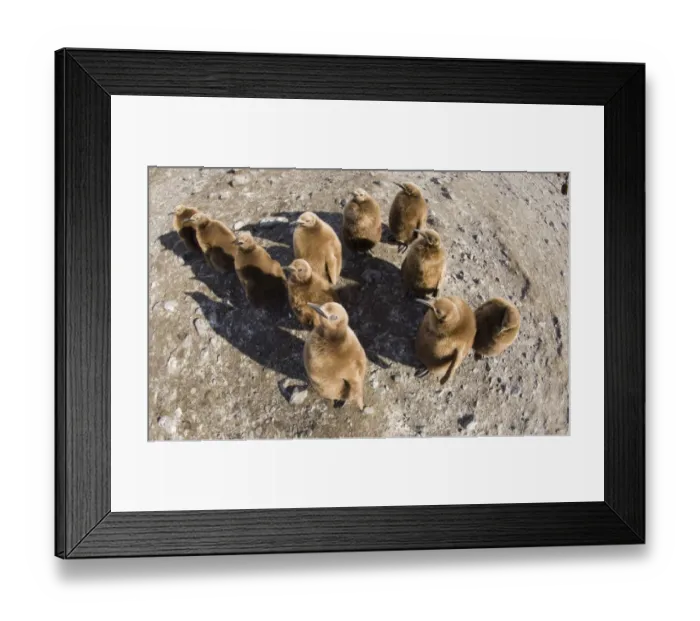 Framed Print : King Penguins Aptenodytes patagonicus chicks Fortuna Bay South Georgia November Framed Print : King Penguins Aptenodytes patagonicus chicks Fortuna Bay South Georgia November